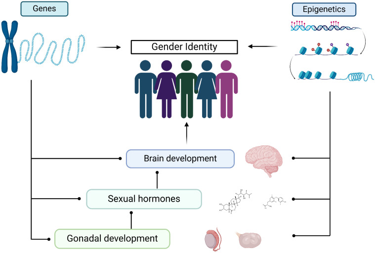 The genetics and hormonal basis of human gender identity.