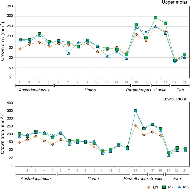 Variation in Molar Size and Proportions in the Hominid Lineage: An Inter- and Intraspecific Approach.