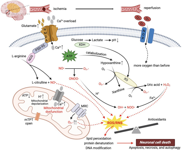 Utilizing reactive oxygen species-scavenging nanoparticles for targeting oxidative stress in the treatment of ischemic stroke: A review.