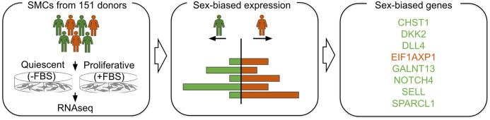 System Genetics Analysis Reveals Sex Differences in Human Aortic Smooth Muscle Gene Expression.