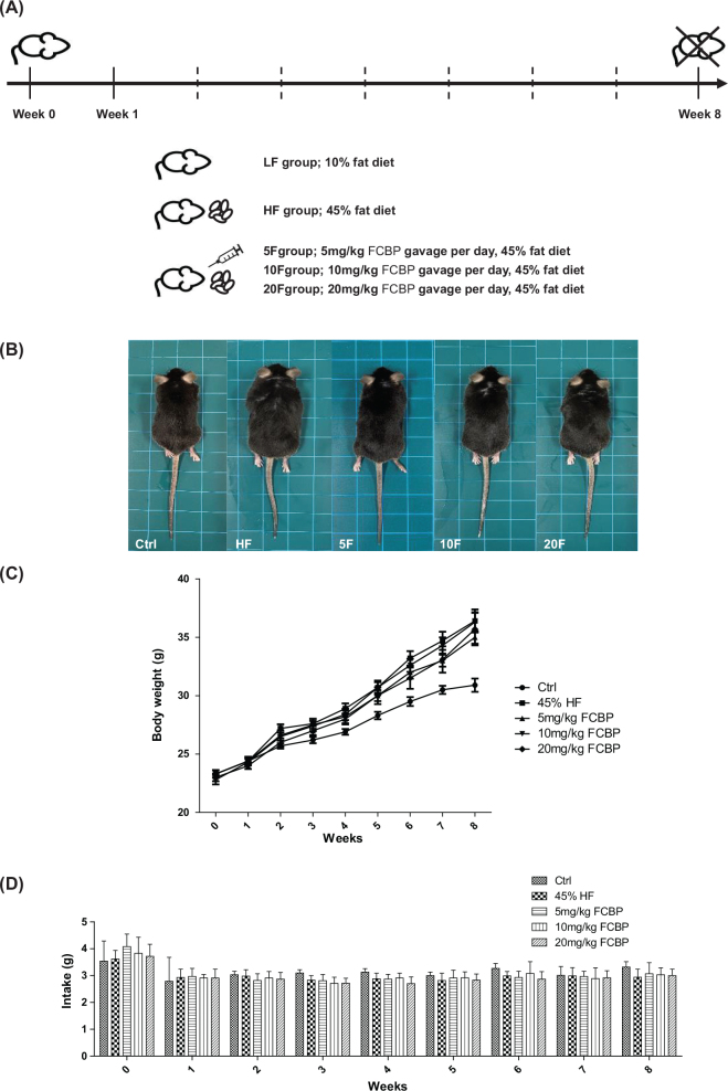 Blood circulation effect of fermented citrus bioconversion product (FCBP) in EA.hy926 endothelial cells and high-fat diet-fed mouse model.