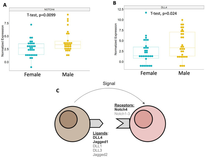 System Genetics Analysis Reveals Sex Differences in Human Aortic Smooth Muscle Gene Expression.