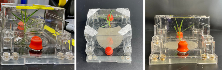 Assessing horizontal gene transfer in the rhizosphere of <i>Brachypodium distachyon</i> using fabricated ecosystems (EcoFABs).