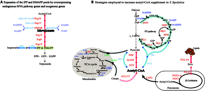 Progress in the Metabolic Engineering of <i>Yarrowia lipolytica</i> for the Synthesis of Terpenes.