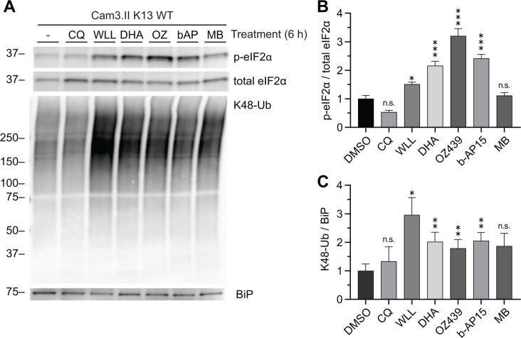 Enhanced cell stress response and protein degradation capacity underlie artemisinin resistance in <i>Plasmodium falciparum</i>.