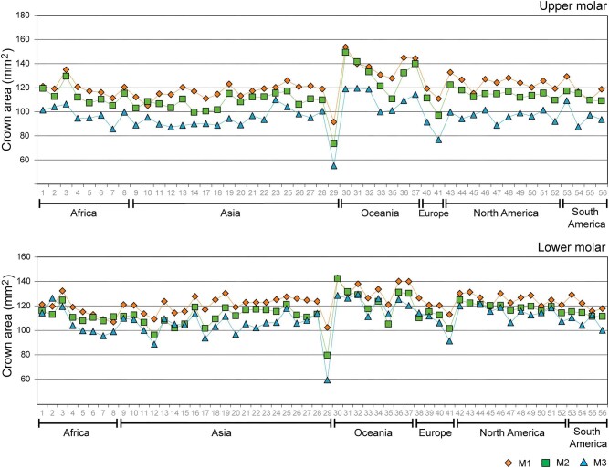 Variation in Molar Size and Proportions in the Hominid Lineage: An Inter- and Intraspecific Approach.