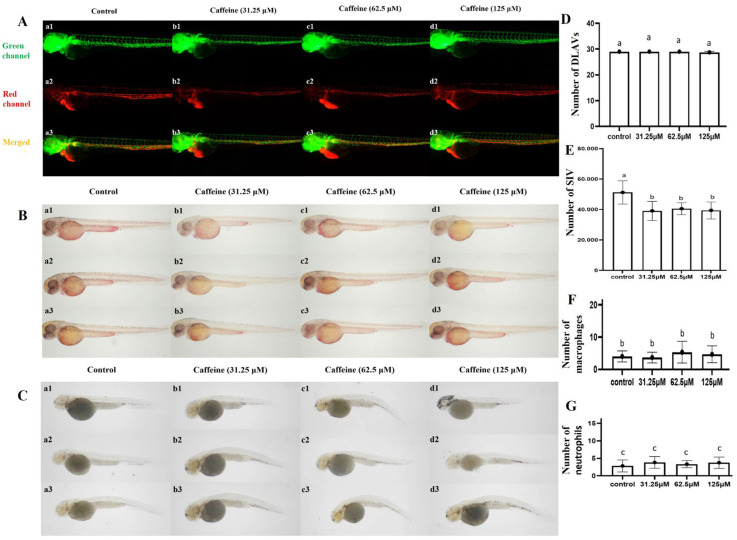 The Effect of Caffeine Exposure on Sleep Patterns in Zebrafish Larvae and Its Underlying Mechanism.
