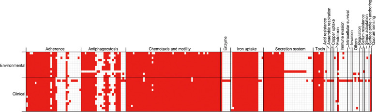 Genomic characteristics of Vibrio vulnificus strains isolated from clinical and environmental sources.