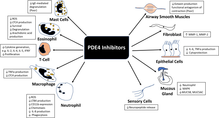 PDE4 Inhibitors and their Potential Combinations for the Treatment of Chronic Obstructive Pulmonary Disease: A Narrative Review.