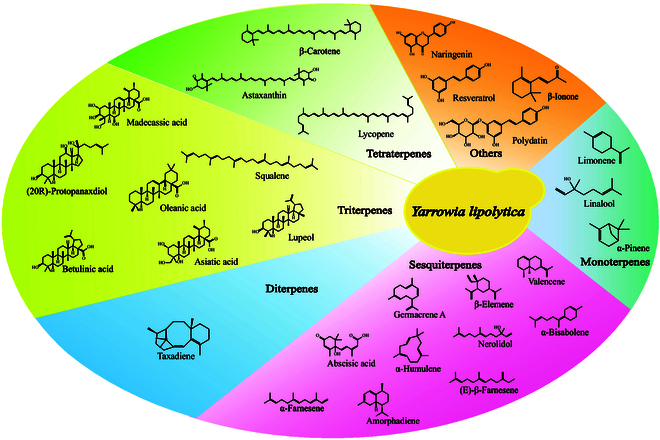Progress in the Metabolic Engineering of <i>Yarrowia lipolytica</i> for the Synthesis of Terpenes.