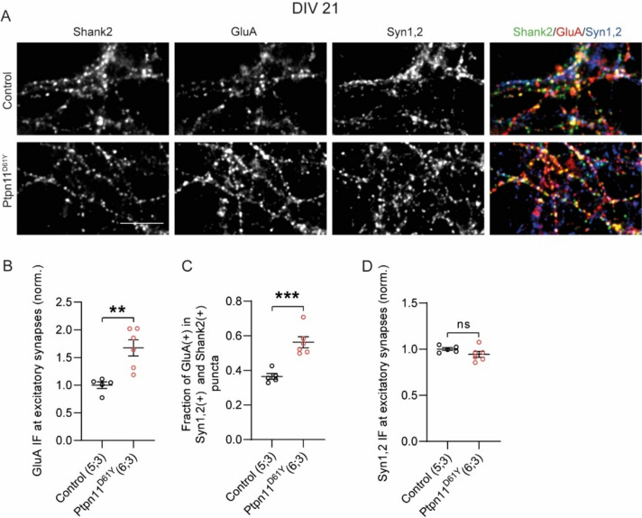 Rasopathy-Associated Mutation Ptpn11<sup>D61Y</sup> has Age-Dependent Effect on Synaptic Vesicle Recycling.
