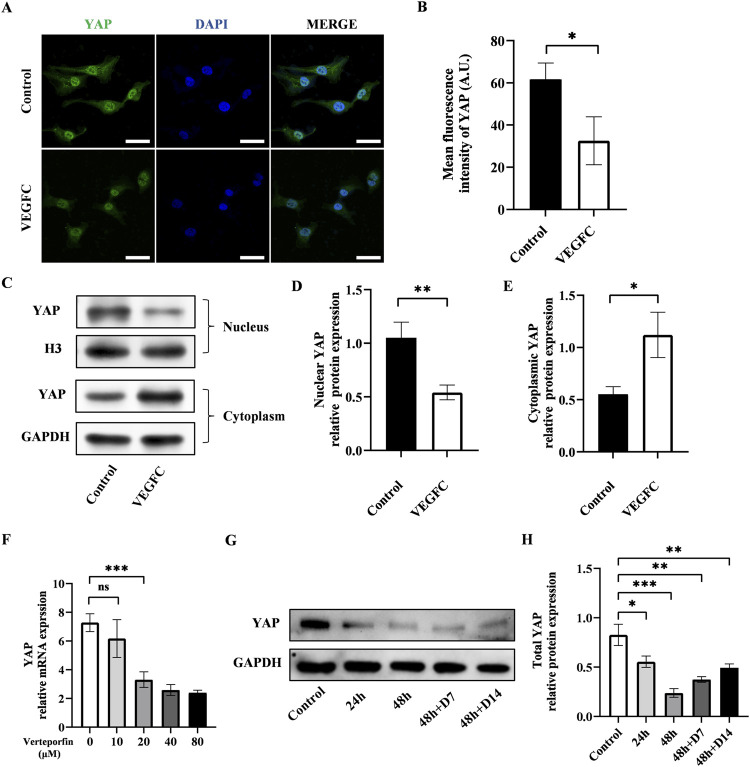 Engineering ADSCs by manipulating YAP for lymphedema treatment in a mouse tail model.