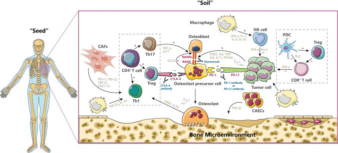 Immunotherapy in the Fight Against Bone Metastases: A Review of Recent Developments and Challenges.