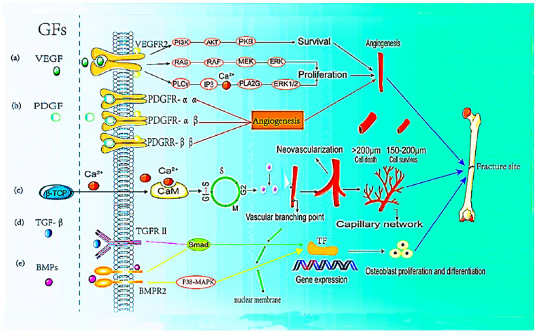 Synthesis and Application of Sustainable Tricalcium Phosphate Based Biomaterials From Agro-Based Materials: A Review.