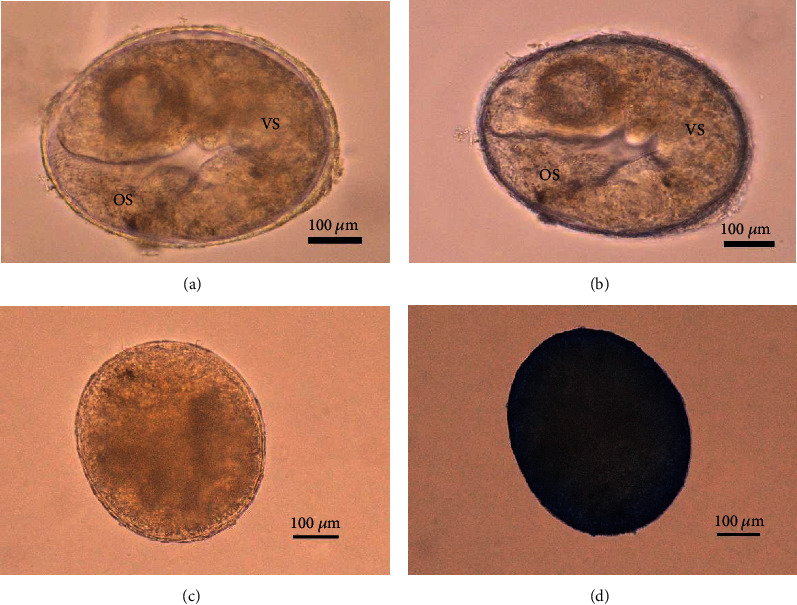 Temperature and Preparation Time Intervals on Survival of <i>Opisthorchis viverrini</i> Metacercariae in Pickled Fish (Pla-som).