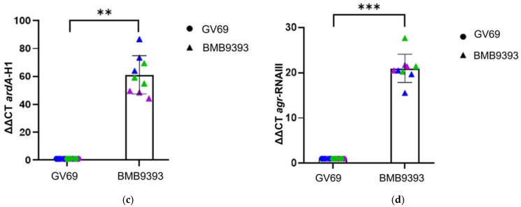 Survival Strategies of <i>Staphylococcus aureus</i>: Adaptive Regulation of the Anti-Restriction Gene <i>ardA</i>-H1 Under Stress Conditions.