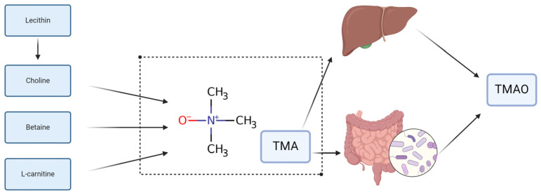 Intestinal Insights: The Gut Microbiome's Role in Atherosclerotic Disease: A Narrative Review.
