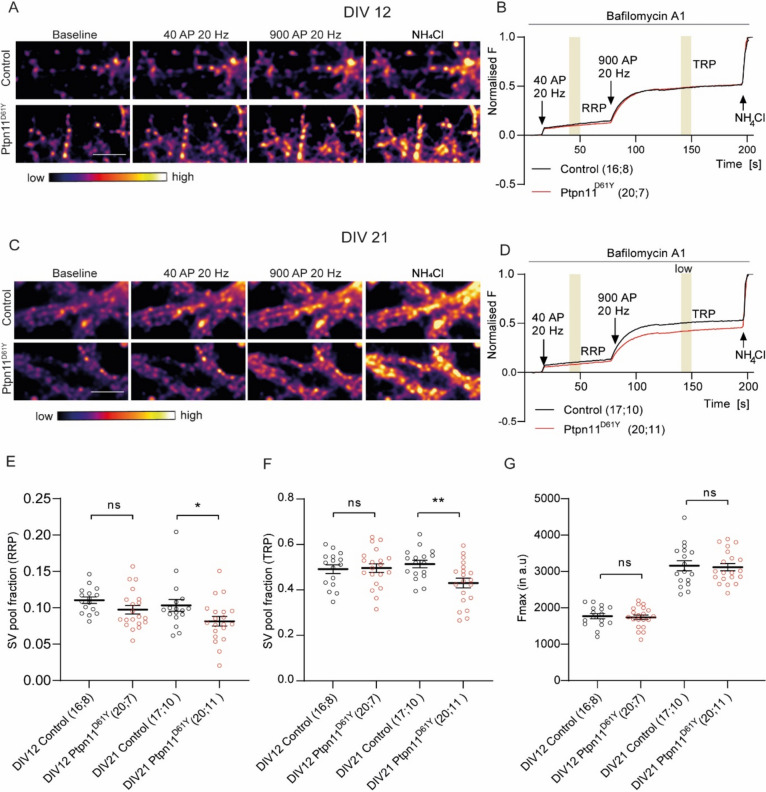 Rasopathy-Associated Mutation Ptpn11<sup>D61Y</sup> has Age-Dependent Effect on Synaptic Vesicle Recycling.
