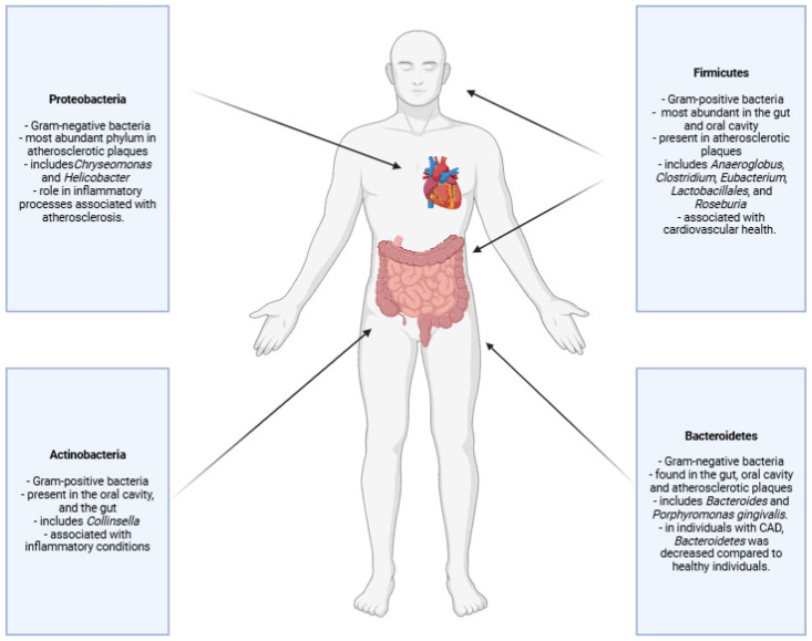 Intestinal Insights: The Gut Microbiome's Role in Atherosclerotic Disease: A Narrative Review.