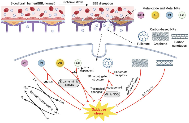 Utilizing reactive oxygen species-scavenging nanoparticles for targeting oxidative stress in the treatment of ischemic stroke: A review.