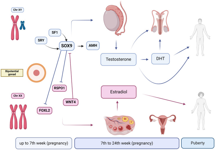 The genetics and hormonal basis of human gender identity.