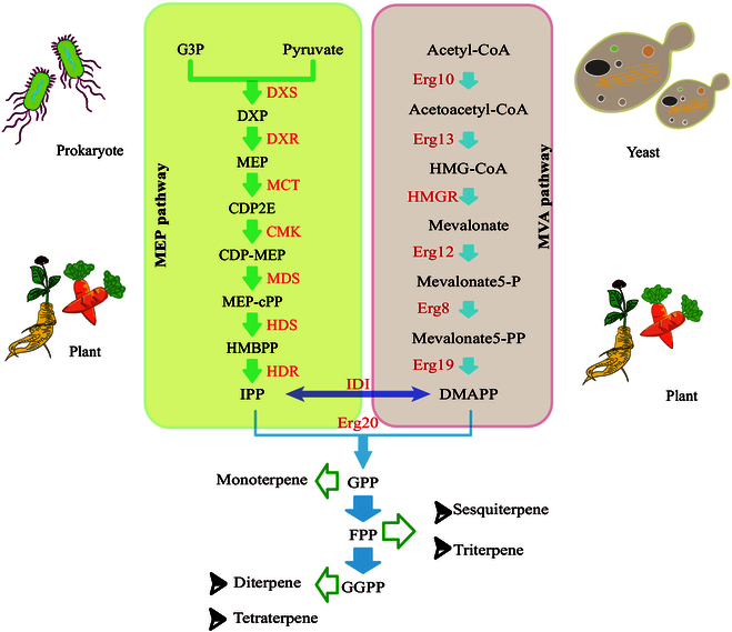 Progress in the Metabolic Engineering of <i>Yarrowia lipolytica</i> for the Synthesis of Terpenes.