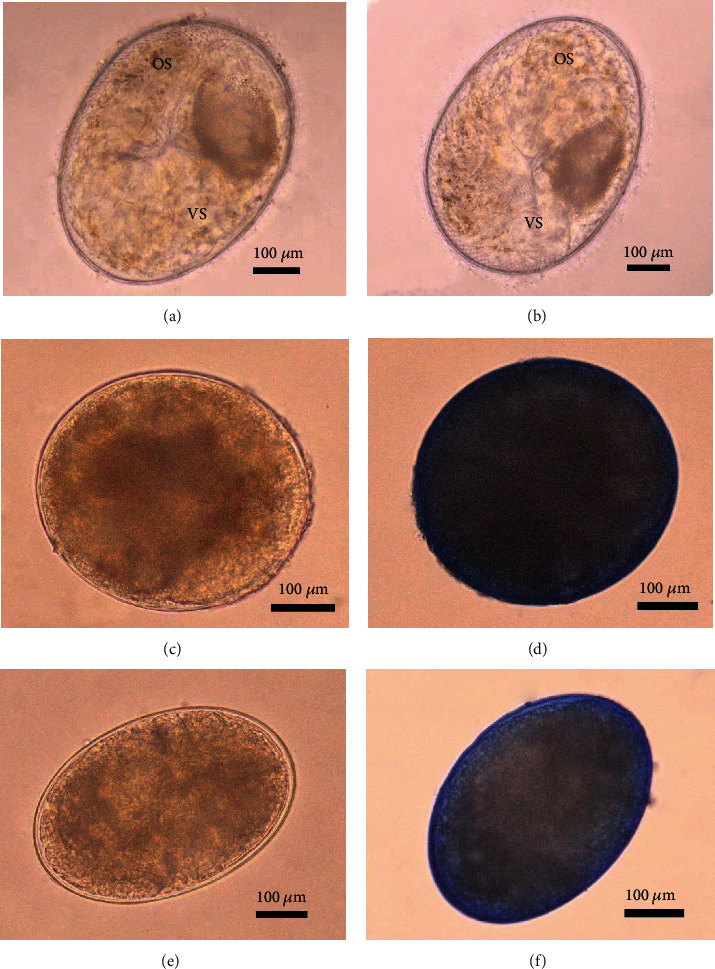 Temperature and Preparation Time Intervals on Survival of <i>Opisthorchis viverrini</i> Metacercariae in Pickled Fish (Pla-som).