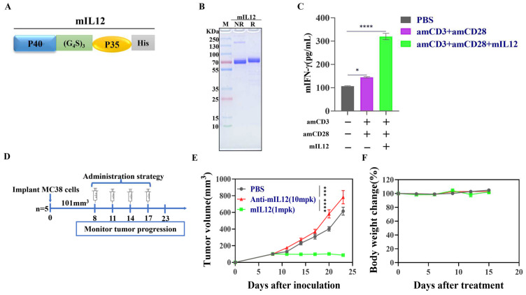 Enhancing Tumor Immunity with IL-12 and PD-1 Blockade: A Strategy for Inducing Robust Central Memory T Cell Responses in Resistant Cancer Model.