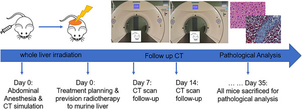 Radiation induced liver injury (RILI) evaluation using longitudinal computed tomography (CT) in image-guided precision murine radiotherapy.