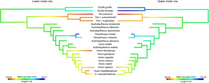 Variation in Molar Size and Proportions in the Hominid Lineage: An Inter- and Intraspecific Approach.