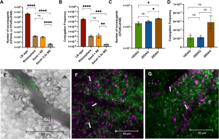 Assessing horizontal gene transfer in the rhizosphere of <i>Brachypodium distachyon</i> using fabricated ecosystems (EcoFABs).