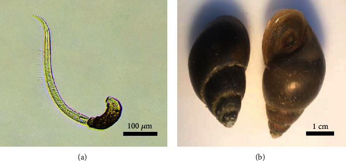 Temperature and Preparation Time Intervals on Survival of <i>Opisthorchis viverrini</i> Metacercariae in Pickled Fish (Pla-som).