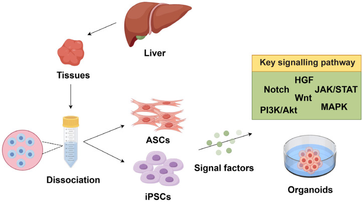Farnesoid X receptor: a potential key target for maintaining liver organoid growth.