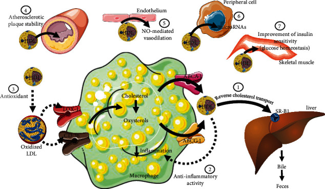 Unraveling the Pleiotropic Role of High-Density Lipoproteins (HDLs) in Autoimmune Rheumatic Diseases.