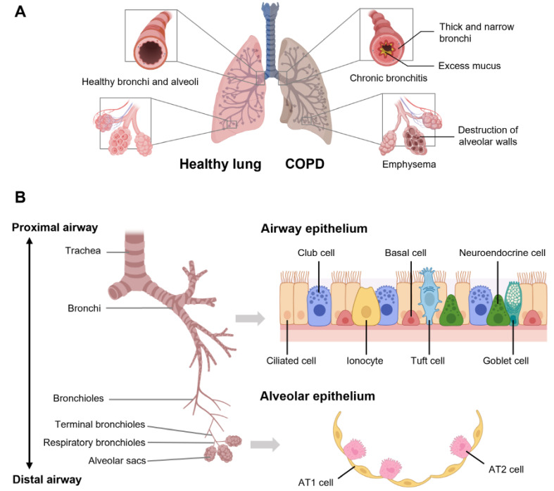 Experimental Mouse Models and Human Lung Organoid Models for Studying Chronic Obstructive Pulmonary Disease.
