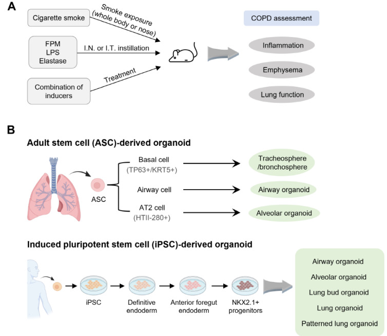 Experimental Mouse Models and Human Lung Organoid Models for Studying Chronic Obstructive Pulmonary Disease.