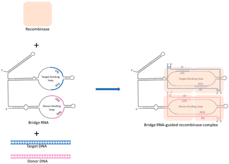 CRISPR Technology Acts as a Dual-Purpose Tool in Pig Breeding: Enhancing Both Agricultural Productivity and Biomedical Applications.