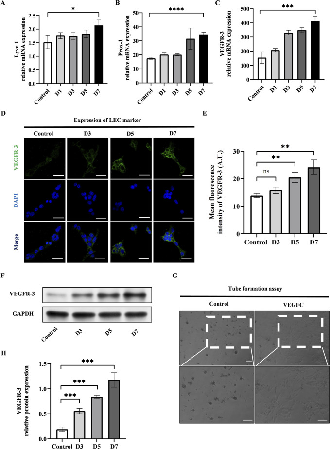 Engineering ADSCs by manipulating YAP for lymphedema treatment in a mouse tail model.
