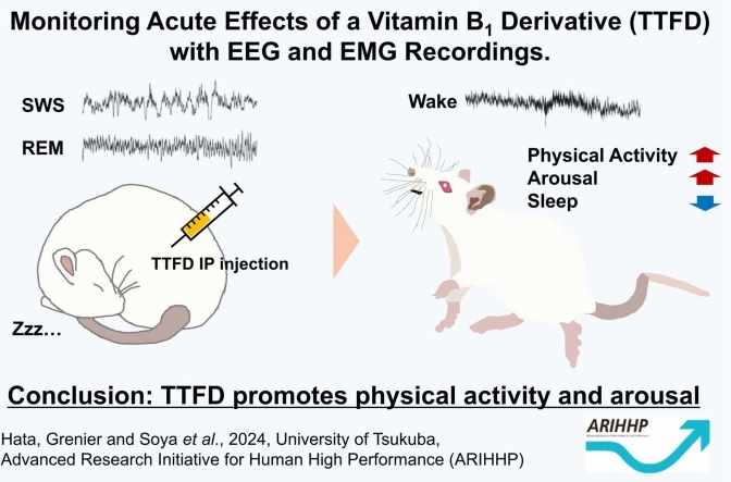 Promoting arousal associated with physical activity with the vitamin B<sub>1</sub> derivative TTFD.