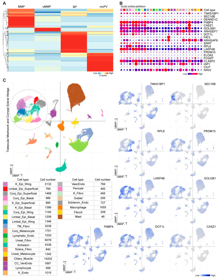 Ocular Mucous Membrane Pemphigoid Demonstrates a Distinct Autoantibody Profile from Those of Other Autoimmune Blistering Diseases: A Preliminary Study.