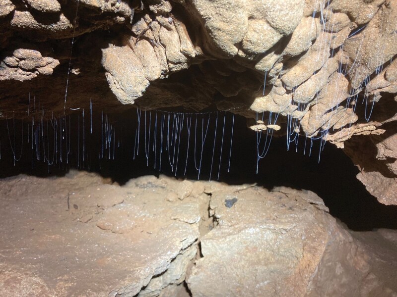 Population records reveal expanded habitat preference for the endemic, predaceous Jamaican fungus gnat Neoditomyia farri (Diptera, Keroplatidae).