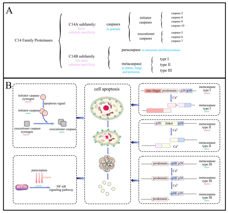 Fungal Apoptosis-Related Proteins.