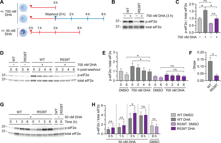 Enhanced cell stress response and protein degradation capacity underlie artemisinin resistance in <i>Plasmodium falciparum</i>.