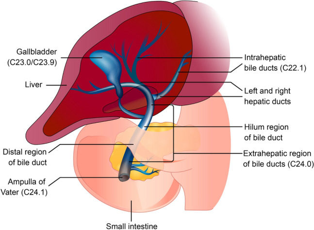 The Epidemiology of Biliary Tract Cancer and Associated Prevalence of MDM2 Amplification: A Targeted Literature Review.