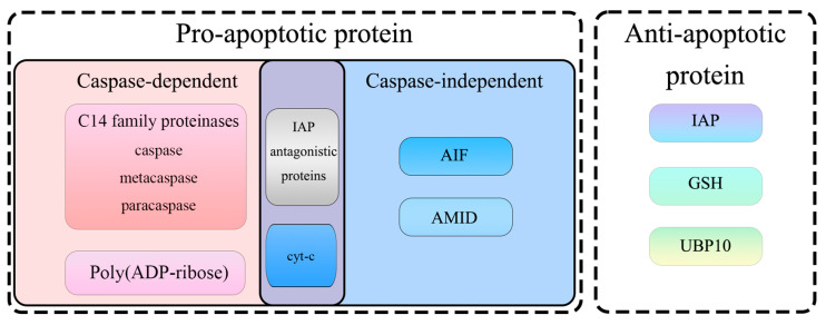 Fungal Apoptosis-Related Proteins.