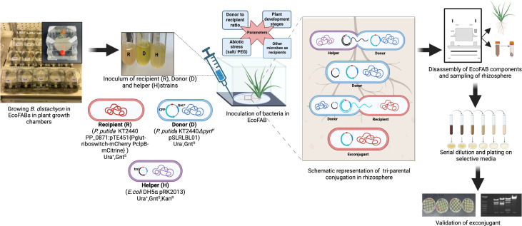 Assessing horizontal gene transfer in the rhizosphere of <i>Brachypodium distachyon</i> using fabricated ecosystems (EcoFABs).