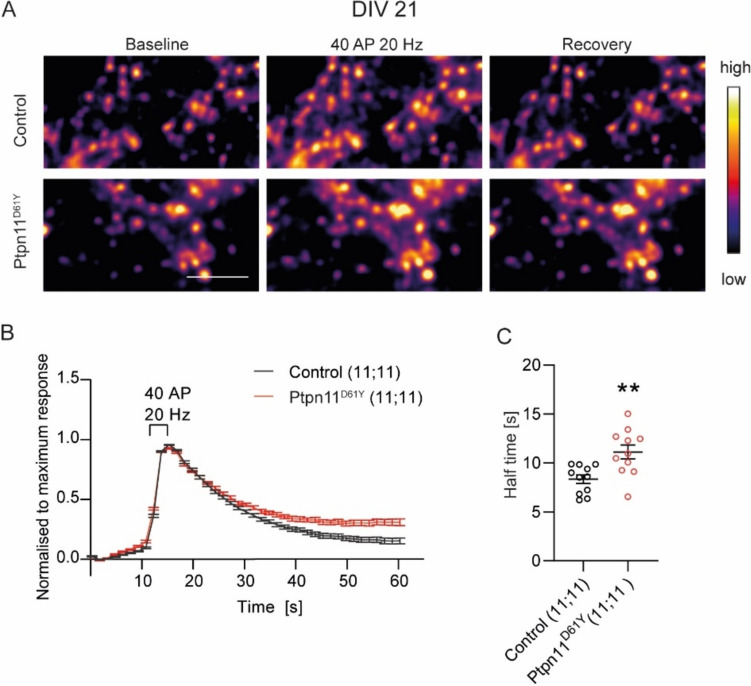 Rasopathy-Associated Mutation Ptpn11<sup>D61Y</sup> has Age-Dependent Effect on Synaptic Vesicle Recycling.
