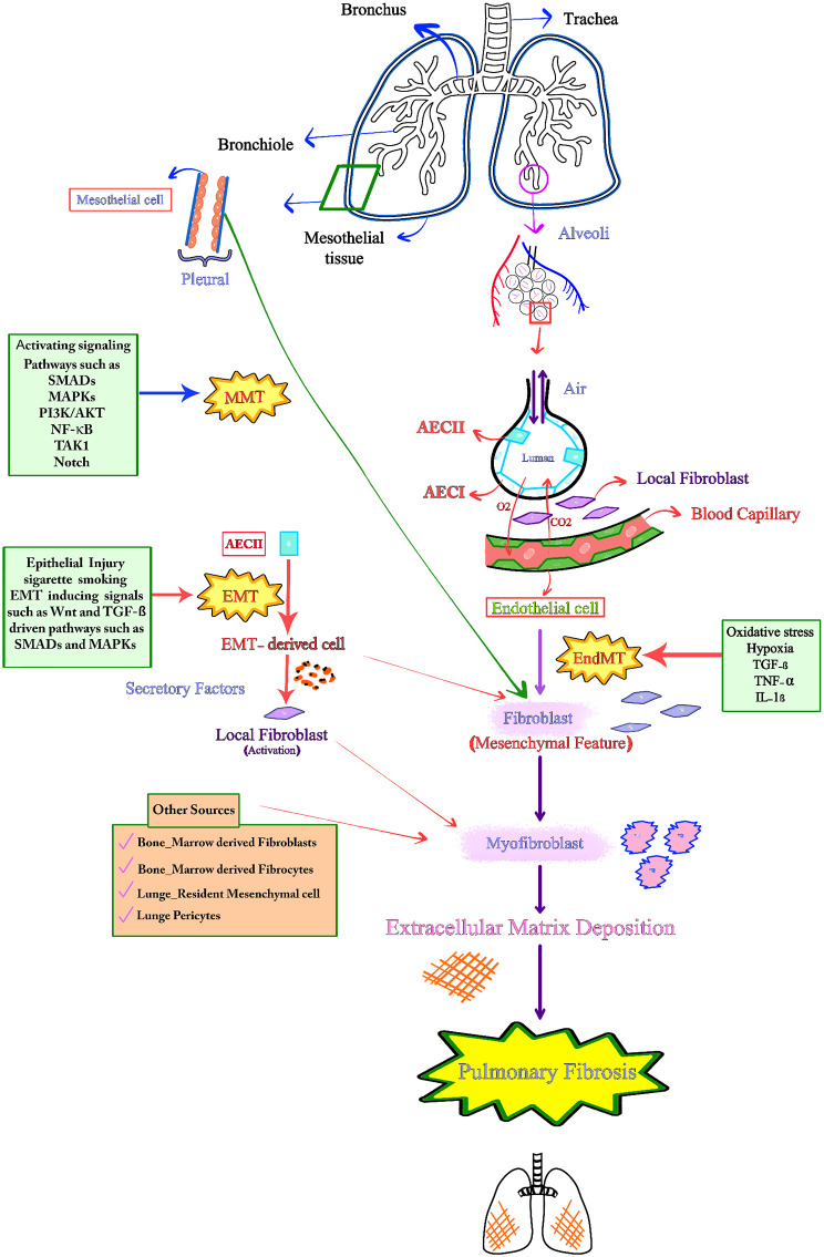 The role of epithelial-mesenchymal transition in pulmonary fibrosis: lessons from idiopathic pulmonary fibrosis and COVID-19.