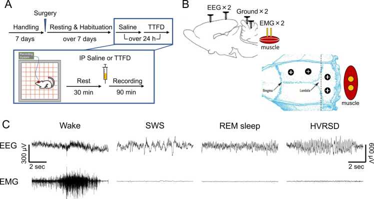 Promoting arousal associated with physical activity with the vitamin B<sub>1</sub> derivative TTFD.
