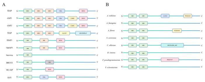 Fungal Apoptosis-Related Proteins.